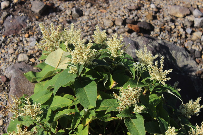 通常は、標高2,000ｍ付近で育つ高山植物であるが、ここ那須岳ではそれよりも低い標高で見ることができる。