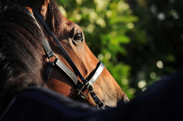 【オークス／危険な人気馬】確率5割に抗う「勝率0％」のデータ群と、樫の舞台に不適合のレースぶり