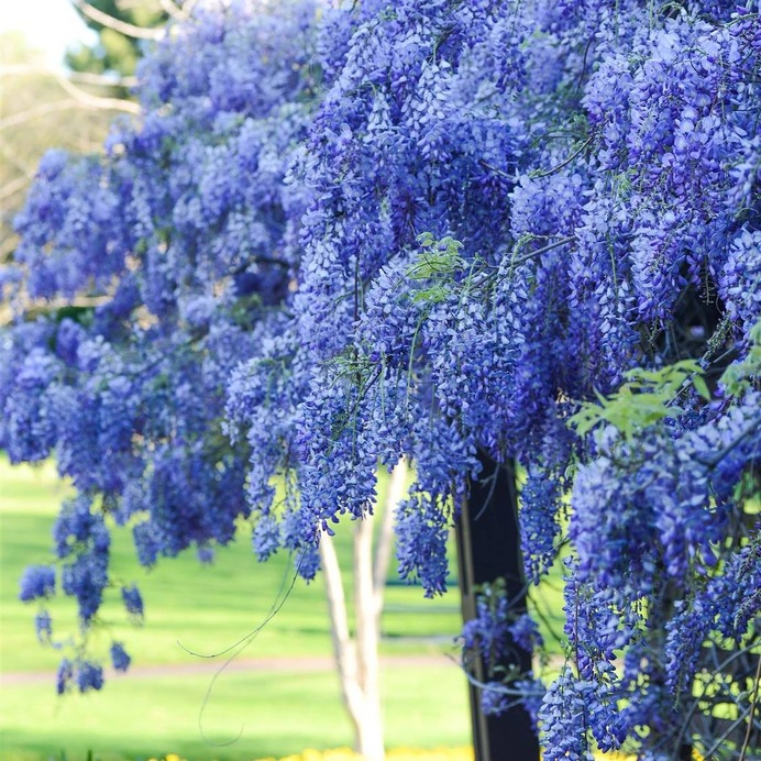 Spring flower