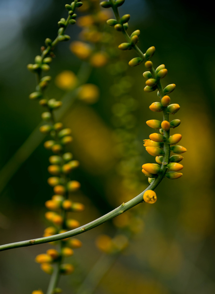 Spring flower