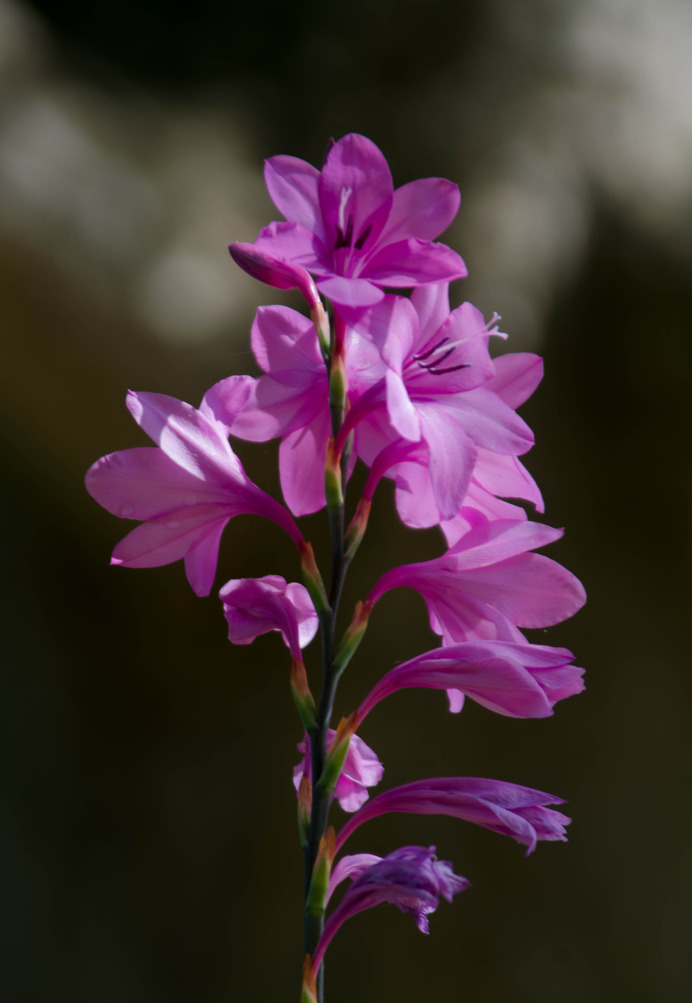 Spring flower