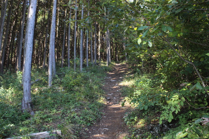 登山開始。いきなりの急勾配の登り坂。体力に自信がない方は、別のルート「ファミリーコース」を選んだ方が無難かも。