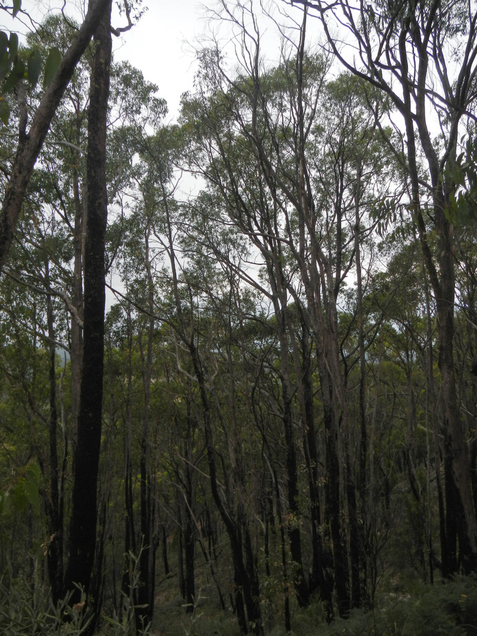 Adelaide bush fire