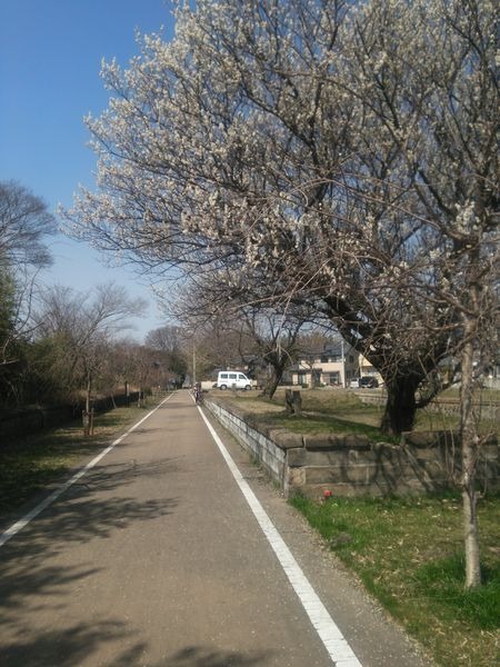 観光バスを使って自転車を運び、景色のよいところでサイクリングを楽しむ全く新しいスタイルのツアー、サイクリングバスツアーが3月22日から1泊2日の日程を組んだ。宿泊と3食つき、温泉2回などを含めて1万9800円。