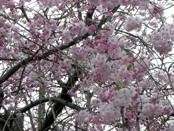 　ウェザーニューズは、桜シーズン到来に向けて、桜の名所や公園などを対象とした桜の開花予想を発表している。見頃が短い桜の開花時期を事前に知ってもらい、“ニッポンの桜”を楽しんでもらうことを目的としている。