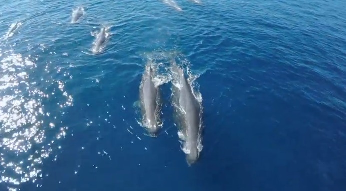 GoProがとらえた神秘、クジラの世界
