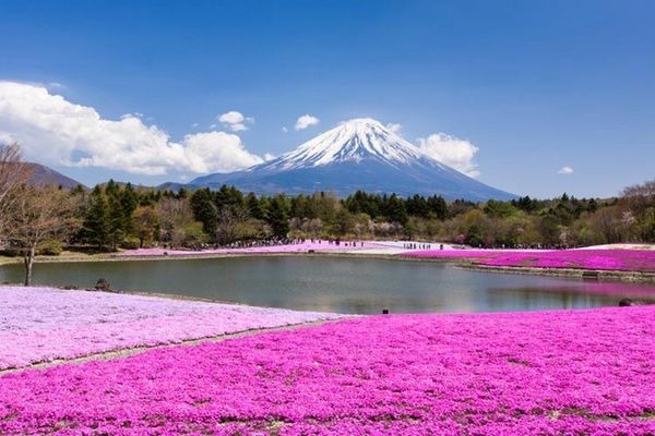 富士急行は、富士五湖の一つである本栖湖にほど近いエリアにある富士本栖湖リゾートにて、4月19日より「2014富士芝桜まつり」を開催する。