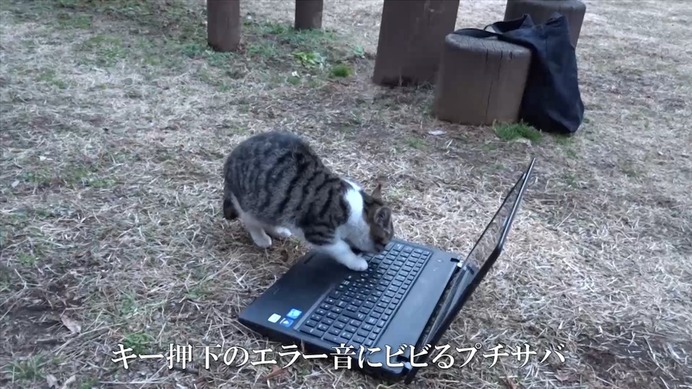 公園の野良猫に猫の動画を見せるとどんな反応をする？
