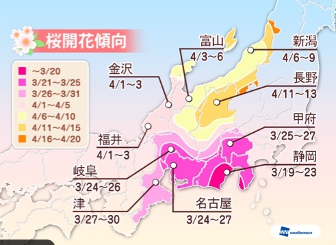 ウェザーニューズが2015年の桜開花傾向を発表