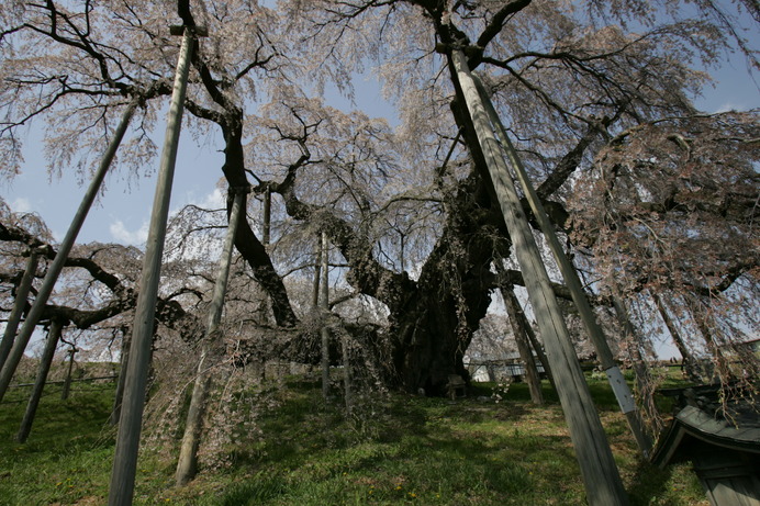 福島県・三春の滝桜