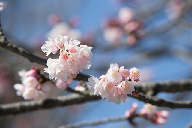 全国で最初の桜が開花…鹿児島気象台発表