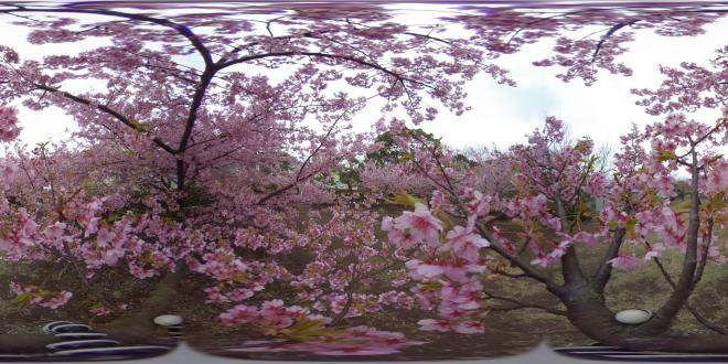 ウェザーニューズ、桜の動画を撮影する「さくら絶景撮影隊」募集