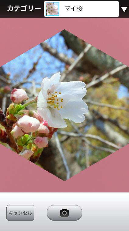 ウェザーニューズ、桜の動画を撮影する「さくら絶景撮影隊」募集