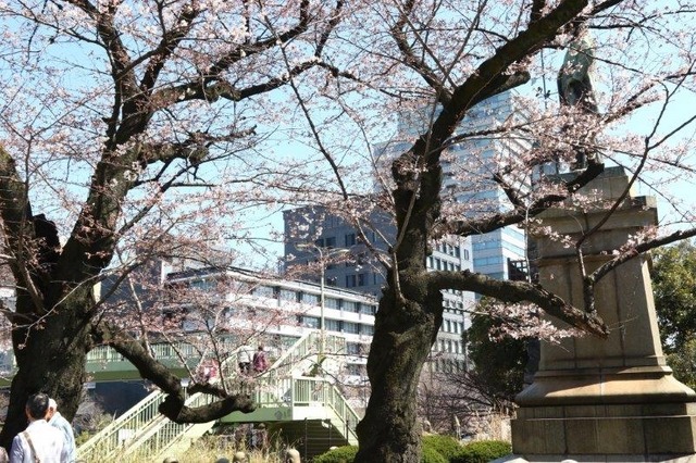 千鳥ヶ淵緑道の桜