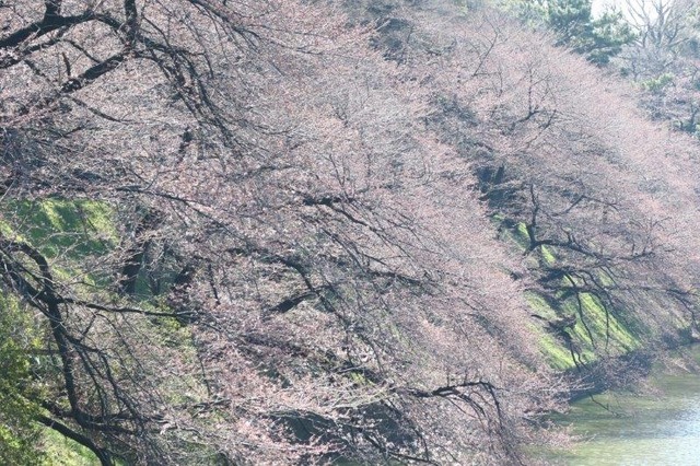 千鳥ヶ淵緑道の桜