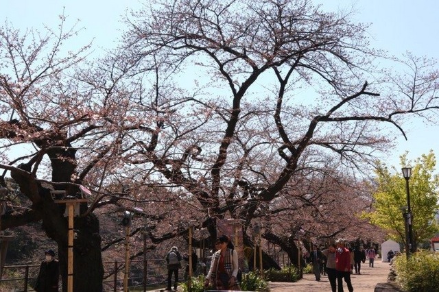 千鳥ヶ淵緑道の桜