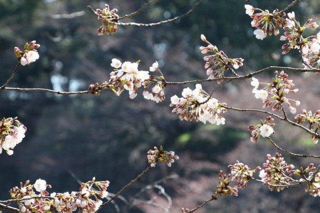 千鳥ヶ淵緑道の桜