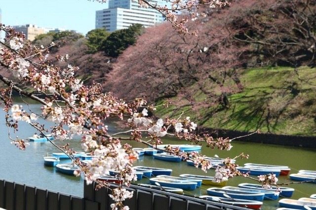 千鳥ヶ淵緑道の桜