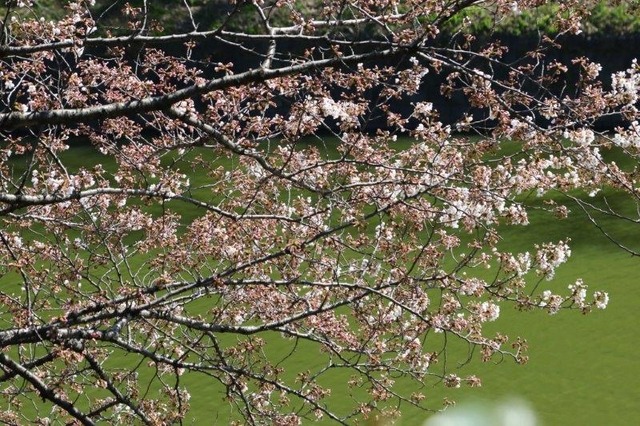 千鳥ヶ淵緑道の桜