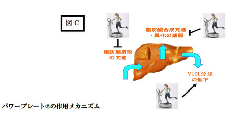 3次元加速度トレーニングマシン「パワープレート」で脂肪肝が減少