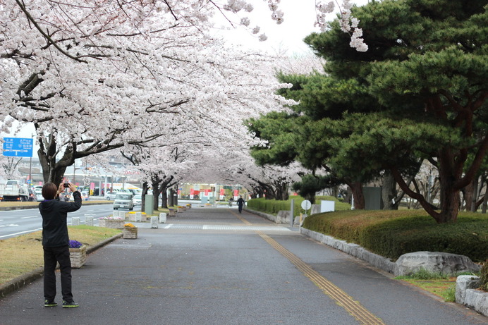 茨城県庁付近にある桜並木。
