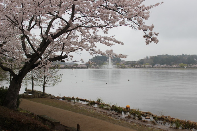 千波湖畔の桜と噴水。湖畔をぐるりと桜が囲んでいる。