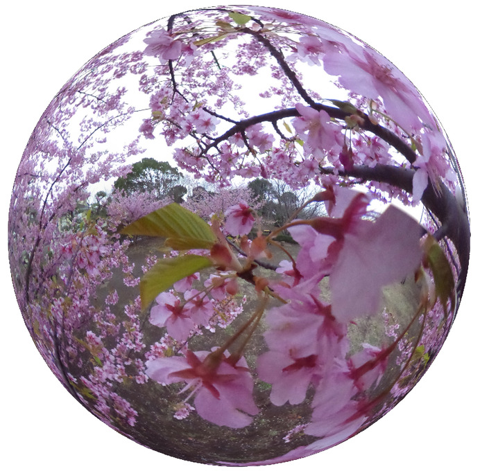 今年最後の桜をバーチャルで！「春の3まつり」最終回は北海道・五稜郭公園
