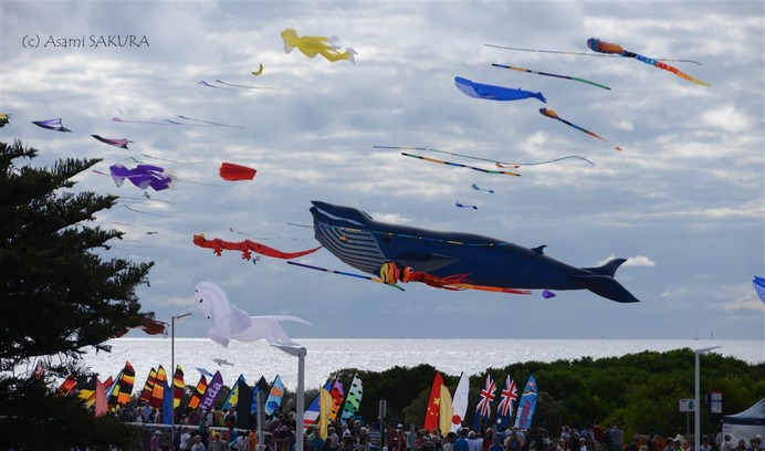 Kite internationa festival