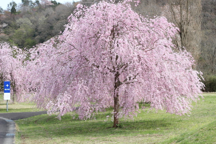 駐車場にある山桜。迫力満点の咲きっぷりであった。