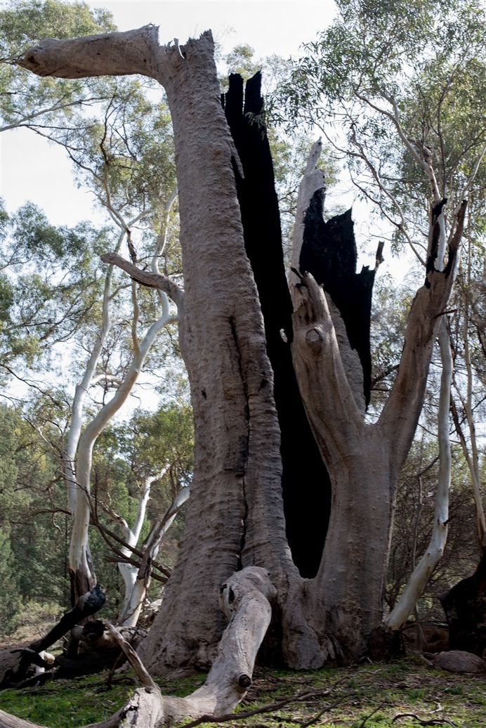 Flinders range