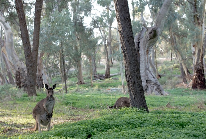 Flinders range