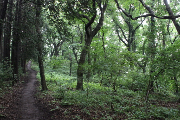 何かと苦難の多い雨の日の登山。だが、雨音を聞きながら歩くのも気持ちがいい。