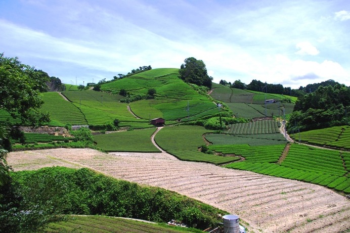 緑豊かな茶畑を一望できる石切（いしきり）は京都府の景観資産。日本の古き良き風景を感じられる