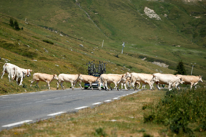 ツール・ド・フランス第11ステージでコースを牛が横断（2015年7月15日）