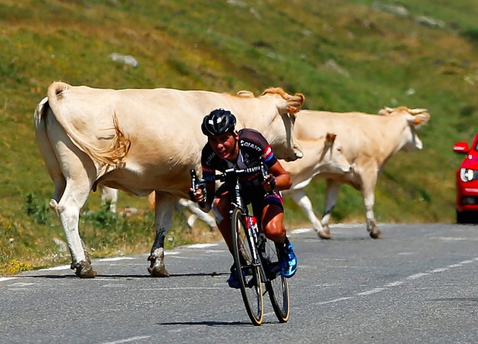 ツール・ド・フランス第11ステージ、コースを横断する牛を避けるバルギル（2015年7月15日）
