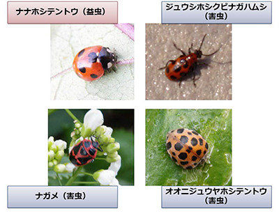 紛らわしい病害虫の例。日本において