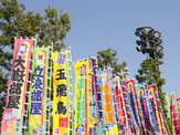 白鵬と琴奨菊、無敗を守る…大相撲九州場所 画像