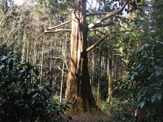 【小さな山旅】樹齢940年の翁杉…茨城県・真弓山（2） 画像