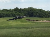 ほぼ恐竜！体長５メートル近くの巨大ワニがゴルフ場をノシノシと歩く 画像