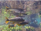 【オビナタの世界放浪記】一生に一度は行きたい！「天然水族館」が名前負けしてなさすぎる…魚と共に川下り 画像