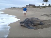 【動画】スケールが違う!! 産卵を終えた世界最大級のウミガメが海へ戻っていく様子 画像