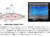 アスリートの筋肉の硬さが競技パフォーマンスに影響…順天堂 画像