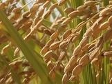 【礒崎遼太郎の農輪考】新米の季節、自然農法のお米が教えてくれること 画像