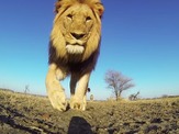 GoProでムツゴロウさんの目線！ 画像