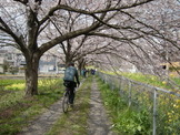 【澤田裕のさいくるくるりん】お花見は自転車に限る！ 画像