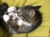 頭をなでるとすぐ寝ちゃう猫がかわいすぎる…ニコ動 画像