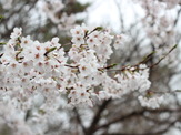 【小さな山旅】桜の花を見る旅に出る…桜山公園 画像