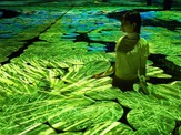チームラボがミラノ万博に新作デジタルアートを出展。プロジェクションマッピングによる稲穂の海 画像