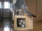 2匹の猫が穴あきダンボールで遊ぶ…ニコニコ動画 画像