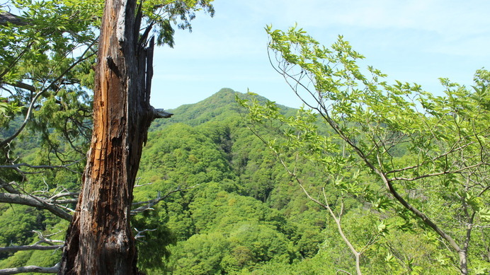 亀ヶ淵山（烏帽子岩）の頂上付近から。手前の木は落雷のあと？